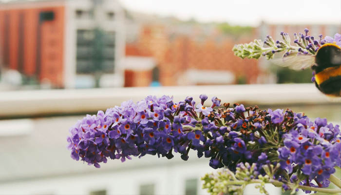 University of Lincoln Urban Bee Garden flowers